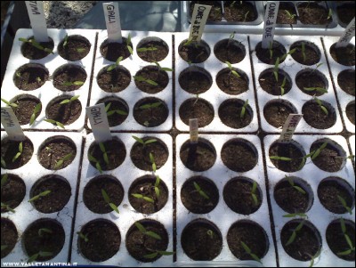 04042017pomodori.jpg (247.41 KiB) Osservato 515 volte 04042017pomodori.jpg