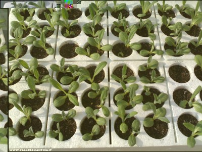 06042017carciofi.jpg (231.88 KiB) Osservato 515 volte 06042017carciofi.jpg