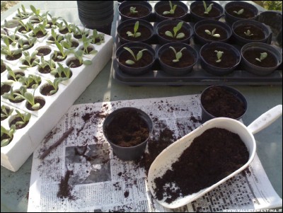 06042017carciofi2.jpg (210.36 KiB) Osservato 515 volte 06042017carciofi2.jpg