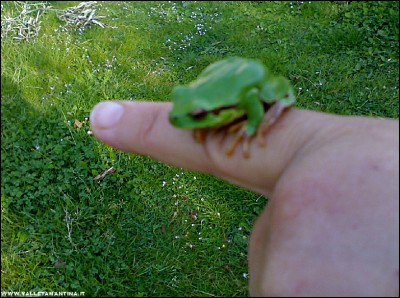 060420176ranocchia.jpg (296.87 KiB) Osservato 515 volte 060420176ranocchia.jpg