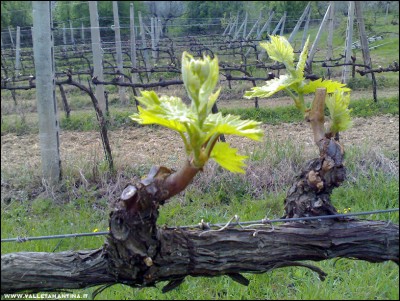 06042017vigna.jpg (324.67 KiB) Osservato 723 volte 06042017vigna.jpg