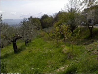 07042017peschi.jpg (213.48 KiB) Osservato 723 volte 07042017peschi.jpg