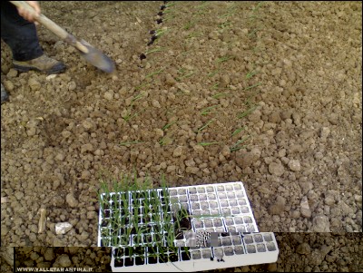 07042017cipolle.jpg (321.26 KiB) Osservato 723 volte 07042017cipolle.jpg