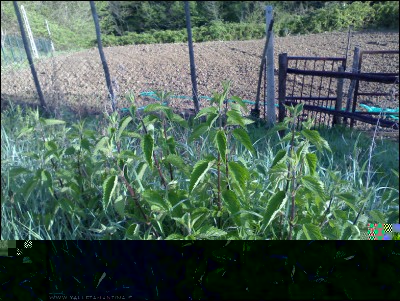 07042017ortica.jpg (391.07 KiB) Osservato 719 volte 07042017ortica.jpg