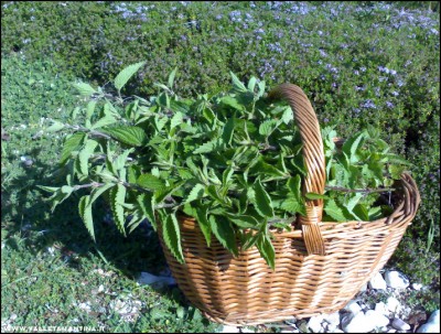 07042017ortica2.jpg (324.79 KiB) Osservato 719 volte 07042017ortica2.jpg