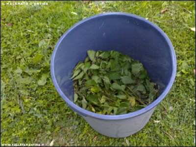 07042017macerato-ortica.jpg (254.95 KiB) Osservato 719 volte 07042017macerato-ortica.jpg