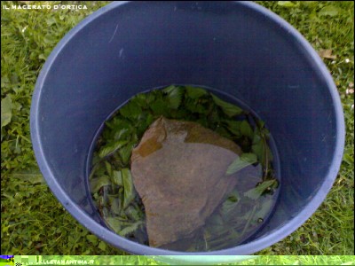 07042017macerato-ortica2.jpg (214.9 KiB) Osservato 719 volte 07042017macerato-ortica2.jpg