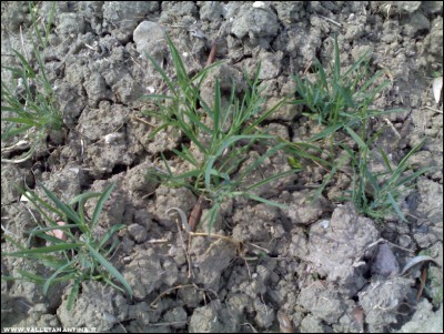 06042017roveja.jpg (276.18 KiB) Osservato 717 volte 06042017roveja.jpg