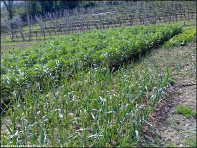 07042017orto-casa.jpg (365.94 KiB) Osservato 717 volte 07042017orto-casa.jpg