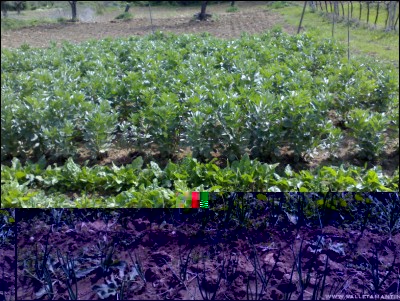 07042017orto-casa-2.jpg (343.95 KiB) Osservato 717 volte 07042017orto-casa-2.jpg