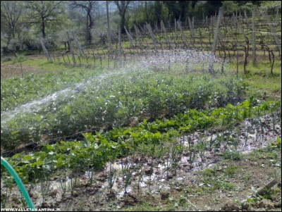 07042017acqua-orto.jpg (308.6 KiB) Osservato 717 volte 07042017acqua-orto.jpg