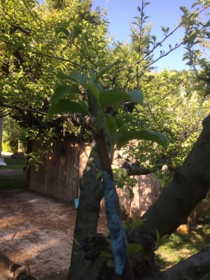 10.04.17 017.JPG (156.99 KiB) Osservato 577 volte 10.04.17 017.JPG