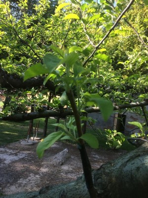 10.04.17 018.JPG (130.43 KiB) Osservato 577 volte 10.04.17 018.JPG