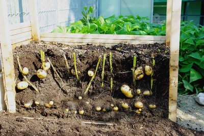 cassone4.jpg cassone4.jpg