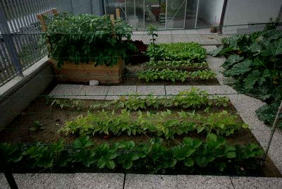 10 maggio 2010 fragole-fagiolini-patate-ravanelli.jpg 10 maggio 2010 fragole-fagiolini-patate-ravanelli.jpg