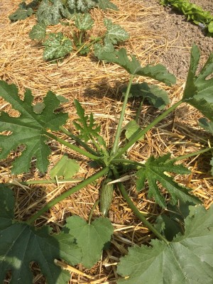 10.04,17 003.JPG (343.94 KiB) Osservato 672 volte 10.04,17 003.JPG