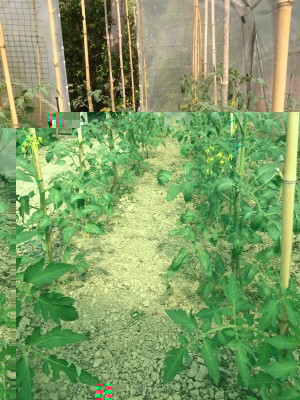 10.04,17 002.JPG (313.07 KiB) Osservato 672 volte 10.04,17 002.JPG