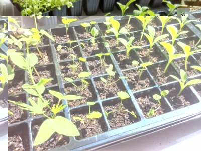 IMG_20170410_135510_HDR.jpg (174.03 KiB) Osservato 590 volte IMG_20170410_135510_HDR.jpg