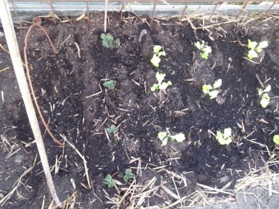 Insalata ai primi di febbraio / 10.04.2017 080.jpg 10.04.2017 080.jpg