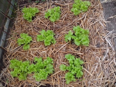 Stessa insalata ai primi di aprile (temperatura che oscilla tra i +10 ai - 5) / 10.04.2017 613.jpg 10.04.2017 613.jpg