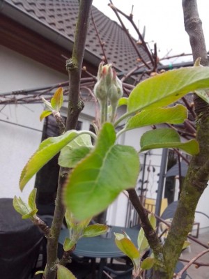 Melo / 10.04.2017 637.jpg 10.04.2017 637.jpg