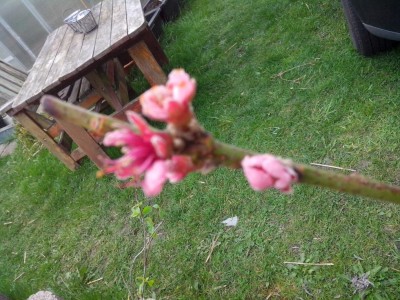Pesco / 10.04.2017 607.jpg 10.04.2017 607.jpg