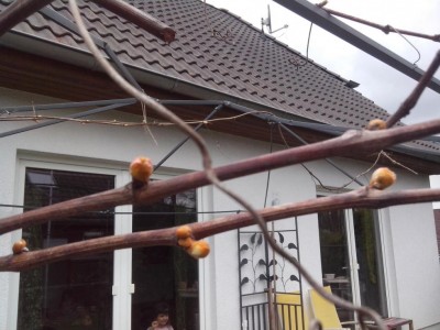 Vite / 10.04.2017 638.jpg 10.04.2017 638.jpg