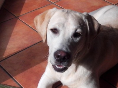 10.04.2017 196.jpg (66.05 KiB) Osservato 628 volte 10.04.2017 196.jpg