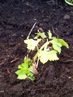 10.04.2017 086.jpg (156.81 KiB) Osservato 628 volte 10.04.2017 086.jpg