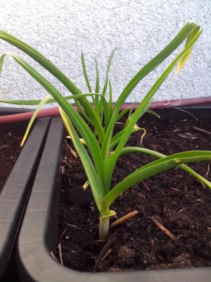 10.04.2017 084.jpg (125.39 KiB) Osservato 628 volte 10.04.2017 084.jpg