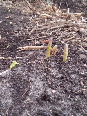 10.04.2017 605.jpg (178.19 KiB) Osservato 628 volte 10.04.2017 605.jpg