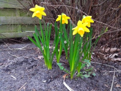 10.04.2017 376.jpg (149.81 KiB) Osservato 628 volte 10.04.2017 376.jpg