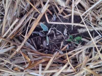 10.04.2017 077.jpg (110.7 KiB) Osservato 628 volte 10.04.2017 077.jpg