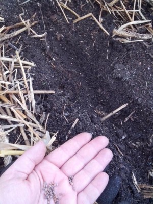 10.04.2017 100.jpg (156.24 KiB) Osservato 624 volte 10.04.2017 100.jpg