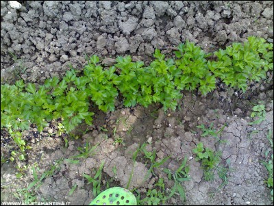 06062016prezzemolo.jpg (375.09 KiB) Osservato 617 volte 06062016prezzemolo.jpg