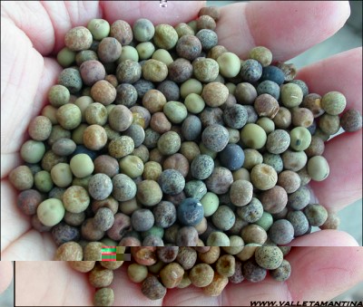 roveja.jpg (167.2 KiB) Osservato 617 volte roveja.jpg