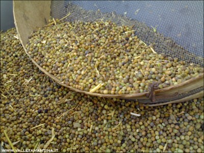 roveja2.jpg (281.62 KiB) Osservato 617 volte roveja2.jpg