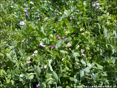 roveja-giugno2015.jpg (361.91 KiB) Osservato 617 volte roveja-giugno2015.jpg