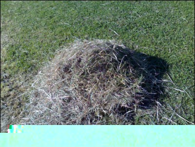 11042017erba.jpg (395.08 KiB) Osservato 614 volte 11042017erba.jpg