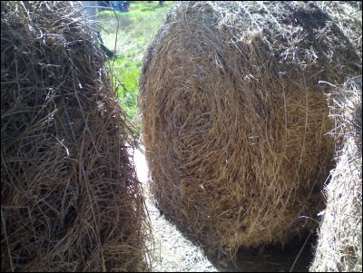 29032017fieno.jpg (315.34 KiB) Osservato 612 volte 29032017fieno.jpg