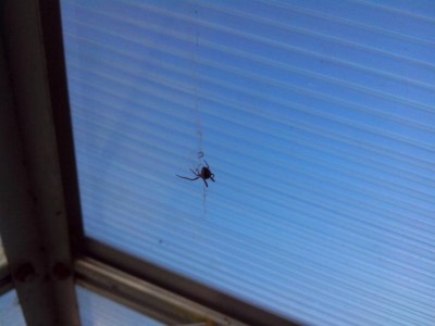 10.04.2017 105.jpg (46.78 KiB) Osservato 895 volte 10.04.2017 105.jpg