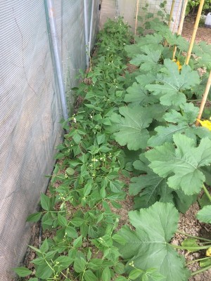 18.04.17 019.JPG (292.69 KiB) Osservato 780 volte 18.04.17 019.JPG