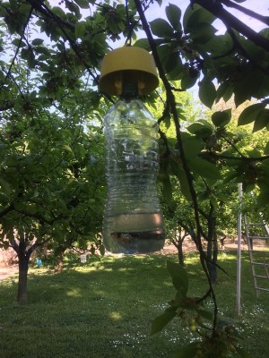 14.04.17 017.JPG (284.74 KiB) Osservato 780 volte 14.04.17 017.JPG