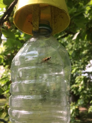 18.04.17 024.JPG (202.19 KiB) Osservato 769 volte 18.04.17 024.JPG