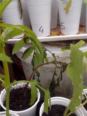 21.04.2017 1157.jpg (85.61 KiB) Osservato 840 volte 21.04.2017 1157.jpg