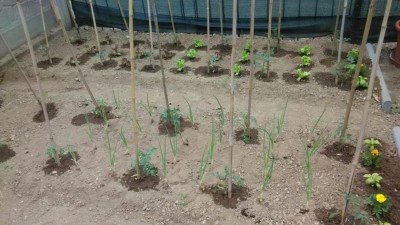 orto_buttagiu.jpeg (106.47 KiB) Osservato 602 volte orto_buttagiu.jpeg