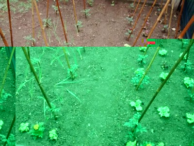 orto_pioggia.jpeg (148.14 KiB) Osservato 615 volte orto_pioggia.jpeg