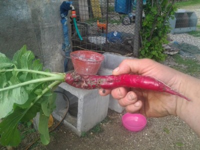 2017-04-25 17.05.15.jpg (119.41 KiB) Osservato 729 volte 2017-04-25 17.05.15.jpg