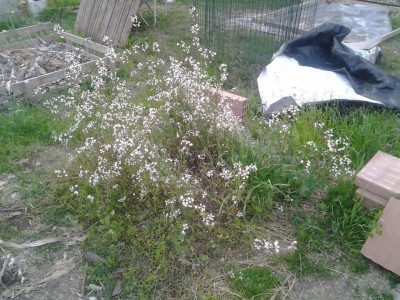 2017-04-23 19.25.35.jpg (176.38 KiB) Osservato 728 volte 2017-04-23 19.25.35.jpg