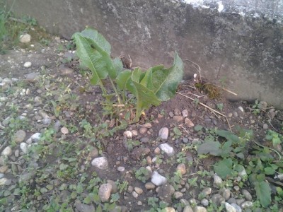 2017-04-23 19.26.12.jpg (140.53 KiB) Osservato 728 volte 2017-04-23 19.26.12.jpg